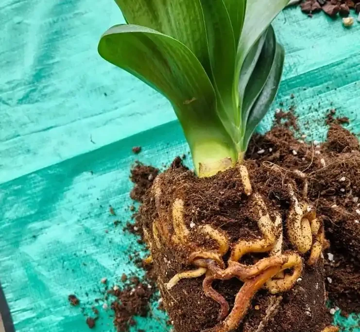 君子蘭腐根怎麼處理?別慌!教你君子蘭腐根怎麼處理,剪根消毒晾根,新手也能救活!