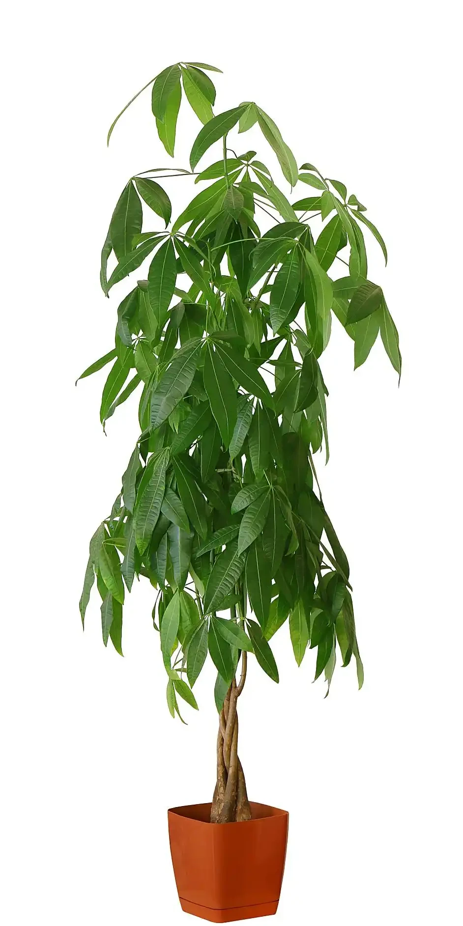 發財樹鋸頭後怎麼處理