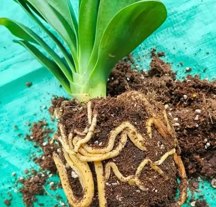 君子蘭腐根怎麼處理?別慌!教你君子蘭腐根怎麼處理,剪根消毒晾根,新手也能救活!