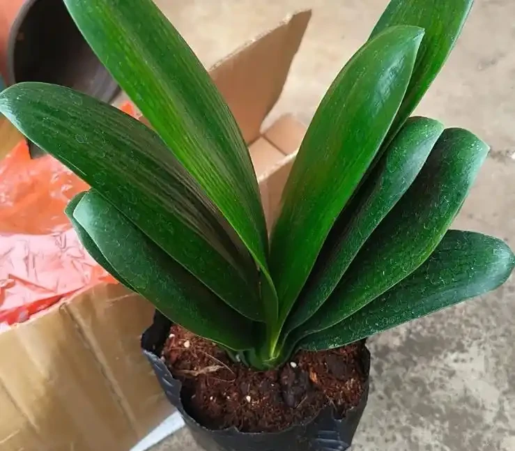 君子蘭腐根怎麼處理?別慌!教你君子蘭腐根怎麼處理,剪根消毒晾根,新手也能救活!