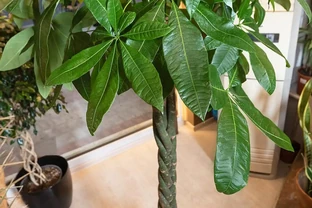 發財樹鋸頭後怎麼處理