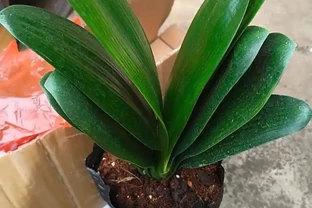 君子蘭腐根怎麼處理？別慌！教你君子蘭腐根怎麼處理，剪根消毒晾根，新手也能救活！
