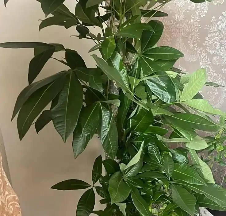 發財樹多久澆一次水最合適?澆透到盆底流水,4 類場景對應頻率,再也不糾結!