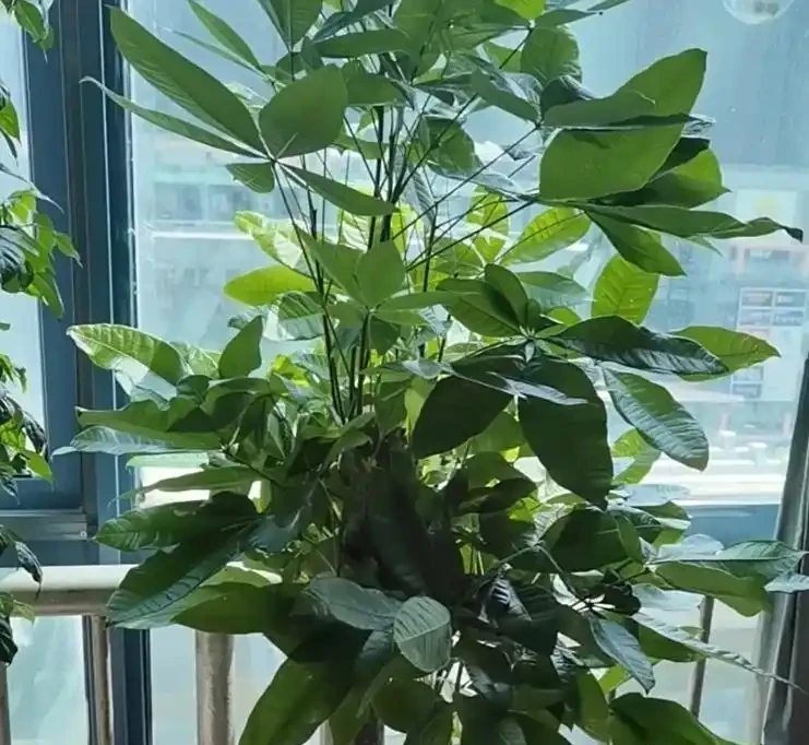 發財樹多久澆一次水最合適?澆透到盆底流水,4 類場景對應頻率,再也不糾結!