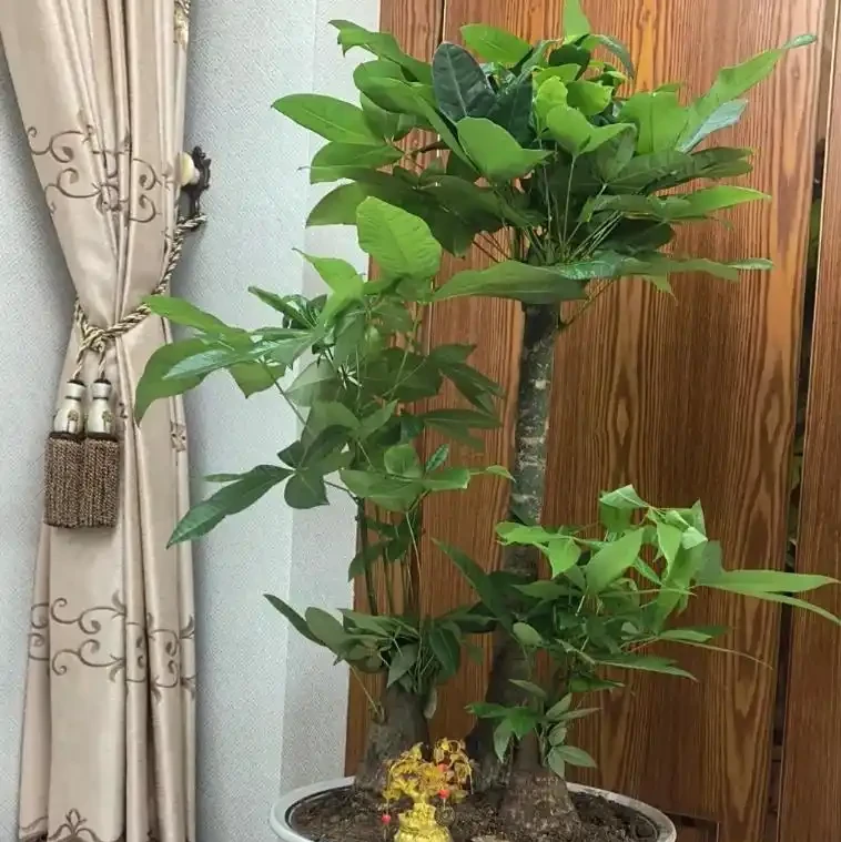 發財樹多久澆一次水最合適?澆透到盆底流水,4 類場景對應頻率,再也不糾結!