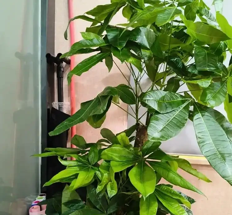 發財樹多久澆一次水最合適?澆透到盆底流水,4 類場景對應頻率,再也不糾結!