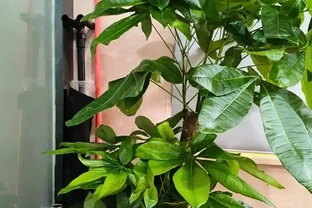 發財樹多久澆一次水最合適？澆透到盆底流水，4 類場景對應頻率，再也不糾結！
