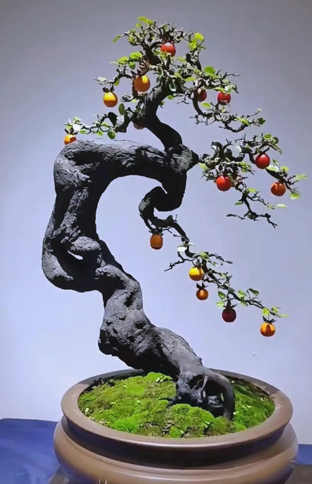金彈子盆景的魅力與養護指南