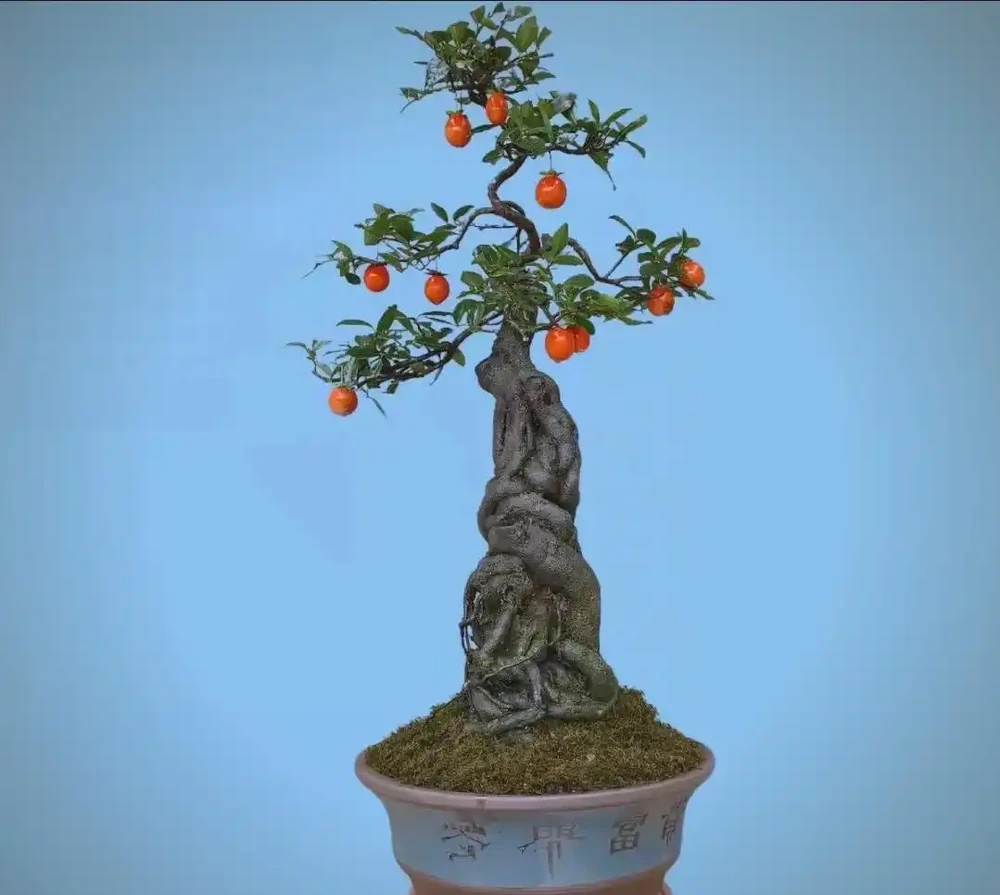 金彈子盆景的魅力與養護指南