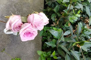 玫瑰灌木修剪技巧：花後剪去1/3促發壯枝的科學方法