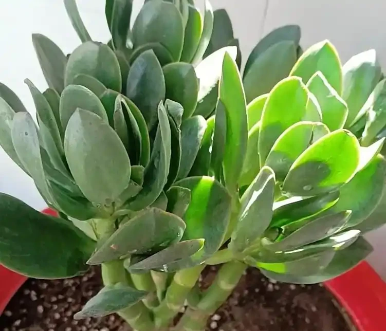 玉樹直接插到土裡能活嗎?做好 3 步插枝法 + 2 個避坑點,成活率超 90%!