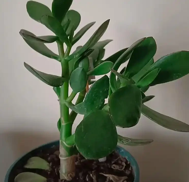 玉樹直接插到土裡能活嗎?做好 3 步插枝法 + 2 個避坑點,成活率超 90%!
