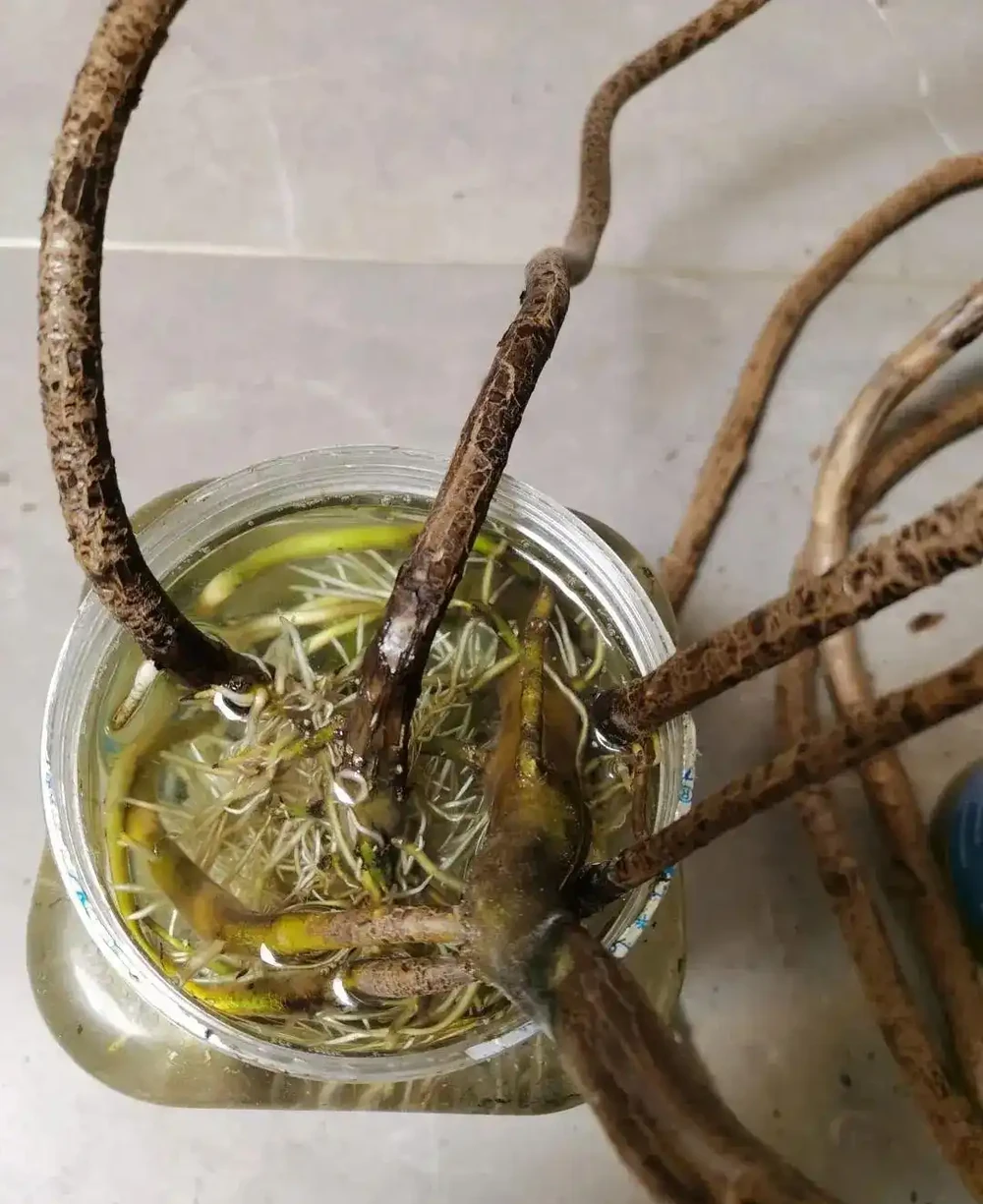 養了3年的龜背芋,居然是「水陸雙棲」,網友:還能這麼玩,開眼