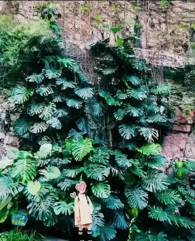 養了3年的龜背芋,居然是「水陸雙棲」,網友:還能這麼玩,開眼