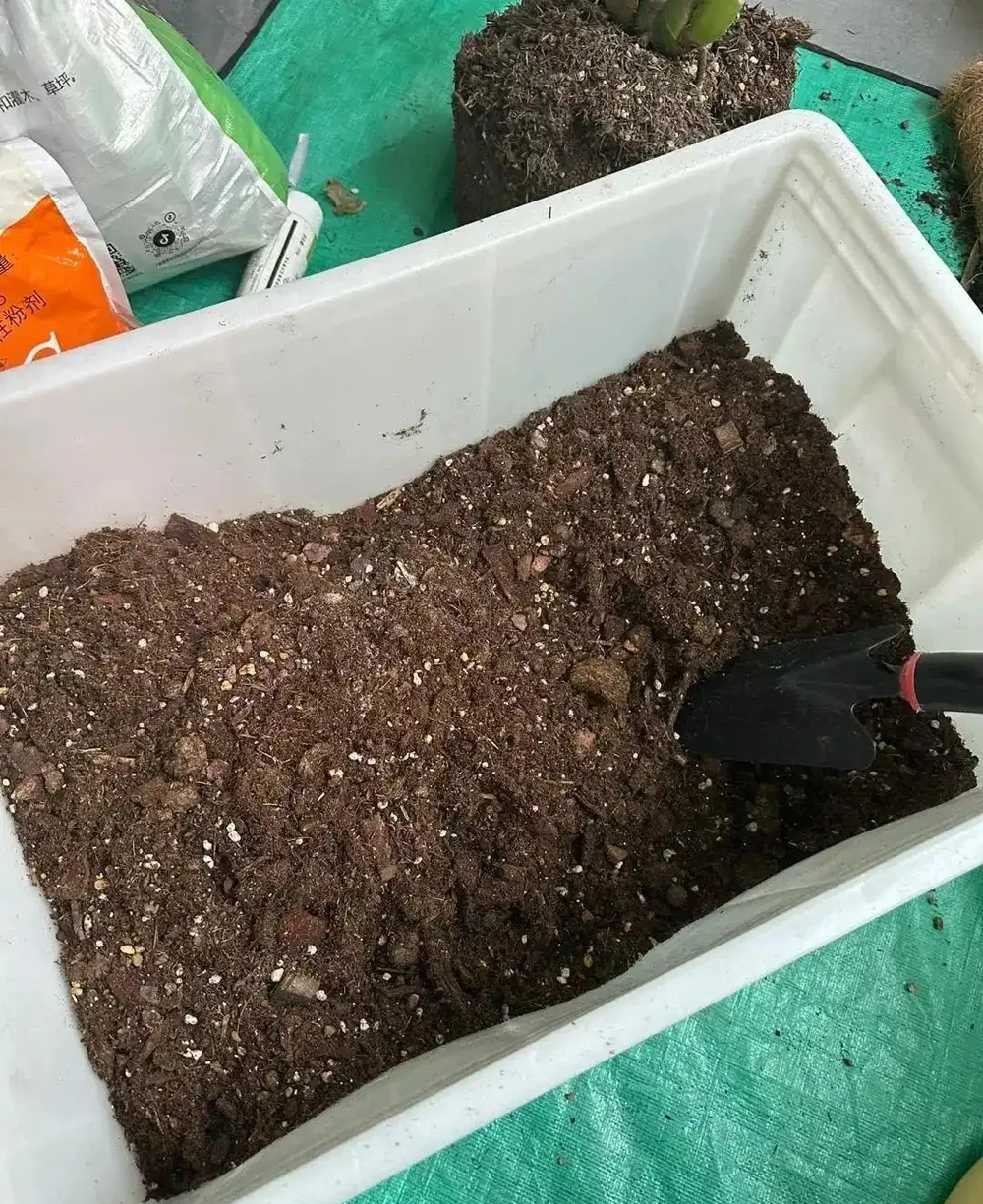 養了3年的龜背芋,居然是「水陸雙棲」,網友:還能這麼玩,開眼