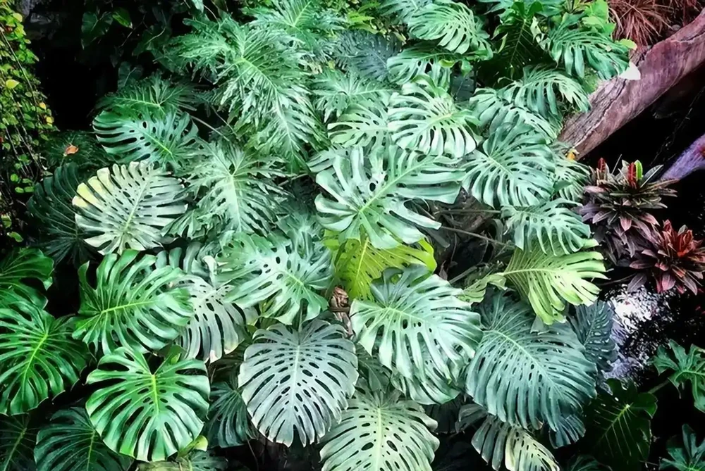 養了3年的龜背芋,居然是「水陸雙棲」,網友:還能這麼玩,開眼