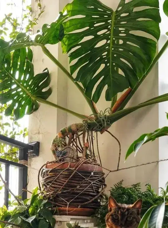 養了3年的龜背芋,居然是「水陸雙棲」,網友:還能這麼玩,開眼