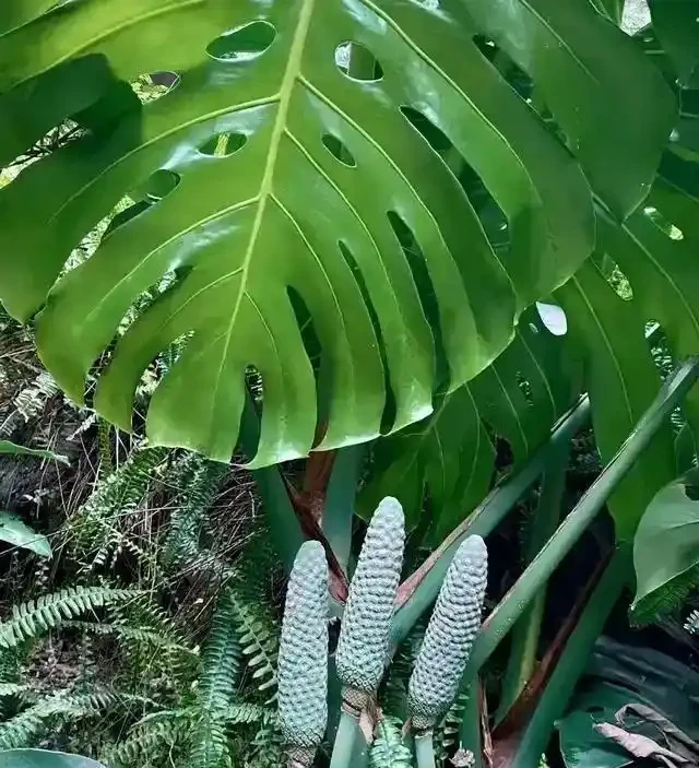 養了3年的龜背芋,居然是「水陸雙棲」,網友:還能這麼玩,開眼