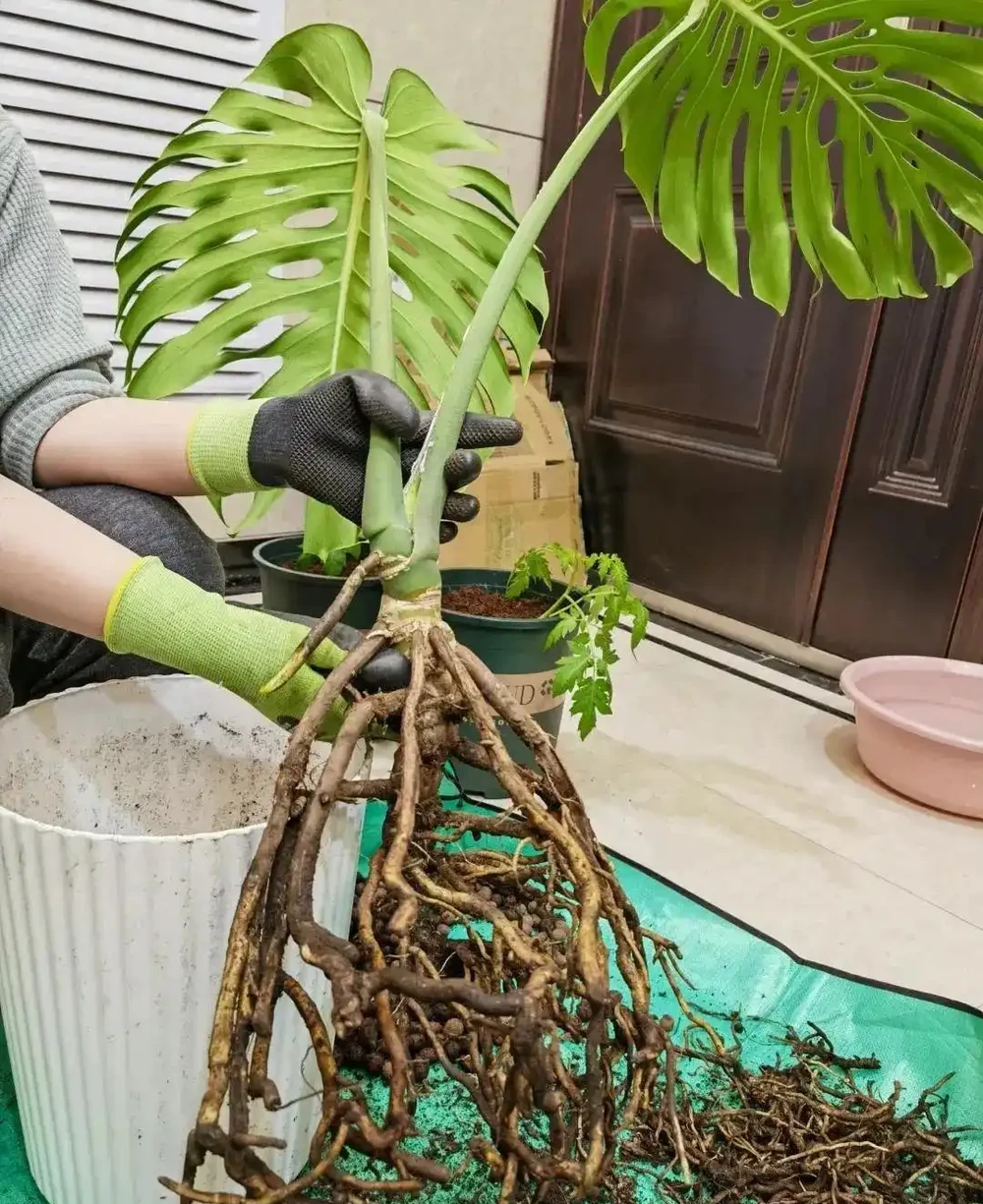 養了3年的龜背芋,居然是「水陸雙棲」,網友:還能這麼玩,開眼