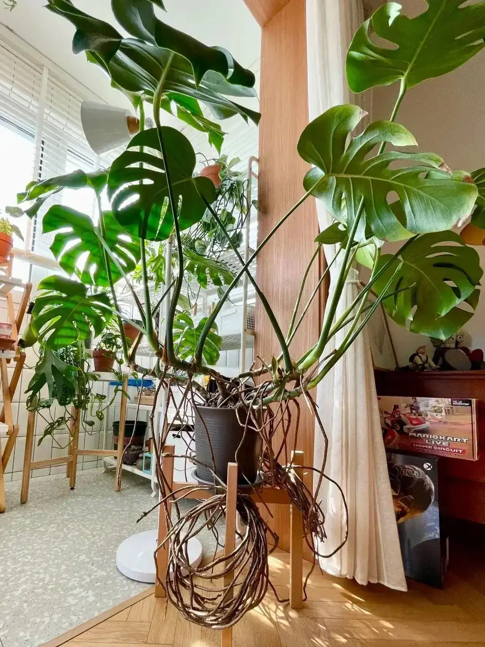 養了3年的龜背芋,居然是「水陸雙棲」,網友:還能這麼玩,開眼