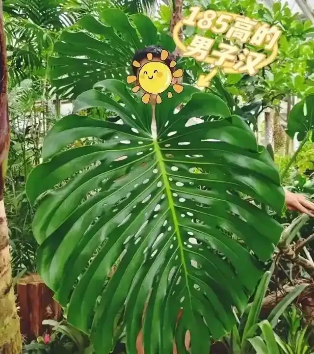 養了3年的龜背芋,居然是「水陸雙棲」,網友:還能這麼玩,開眼