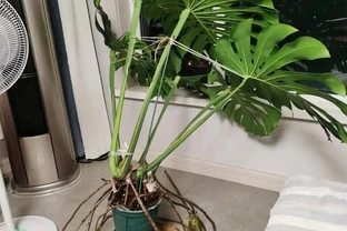 養了3年的龜背芋，居然是「水陸雙棲」，網友：還能這麼玩，開眼