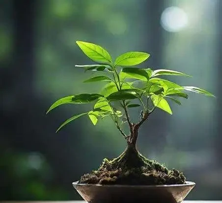 科學澆水技巧!玫瑰花養護必看:避免腐根,新手也能輕鬆學會!