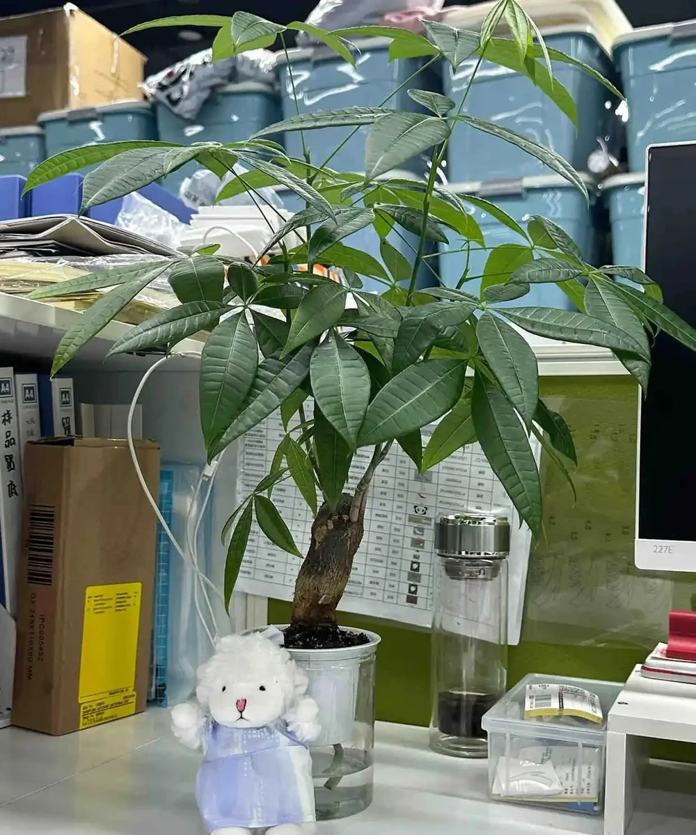 男子工位「養的發財樹,枝葉直達房頂」,網友:財氣沖天,你要發