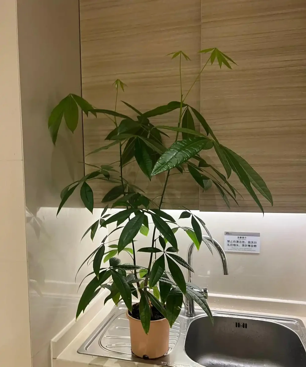 男子工位「養的發財樹,枝葉直達房頂」,網友:財氣沖天,你要發