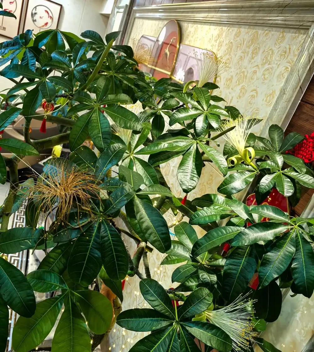 男子客廳的發財樹,被網友稱為「全網最美」型美又開花,太驚豔了