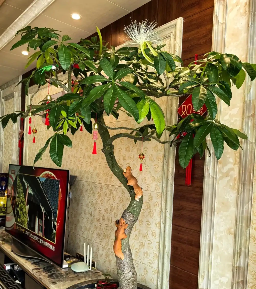 男子客廳的發財樹,被網友稱為「全網最美」型美又開花,太驚豔了