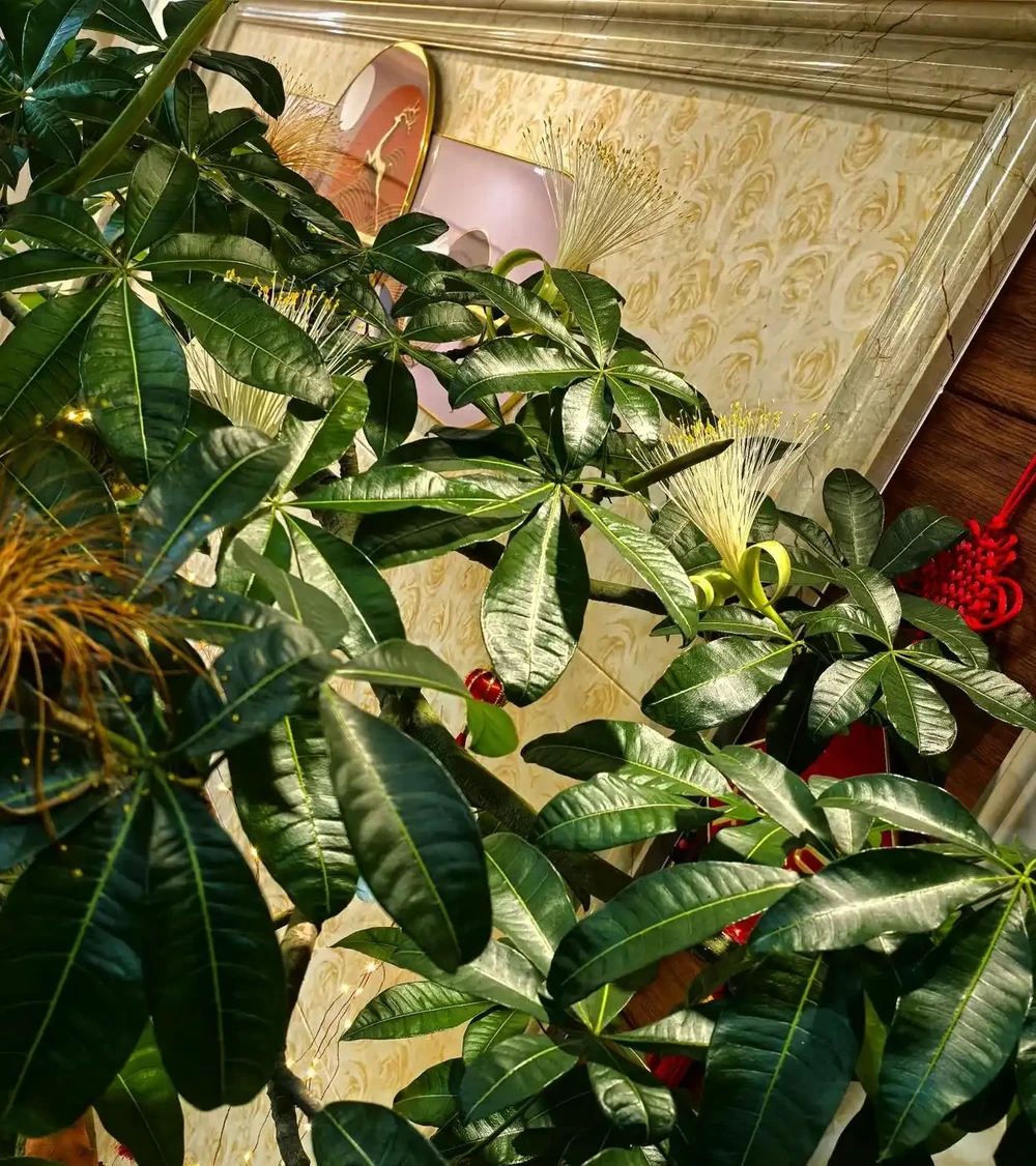 男子客廳的發財樹,被網友稱為「全網最美」型美又開花,太驚豔了