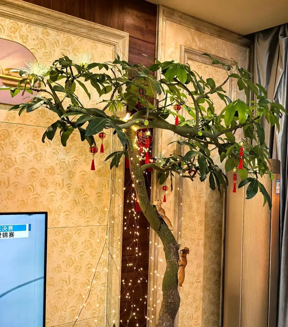 男子客廳的發財樹,被網友稱為「全網最美」型美又開花,太驚豔了