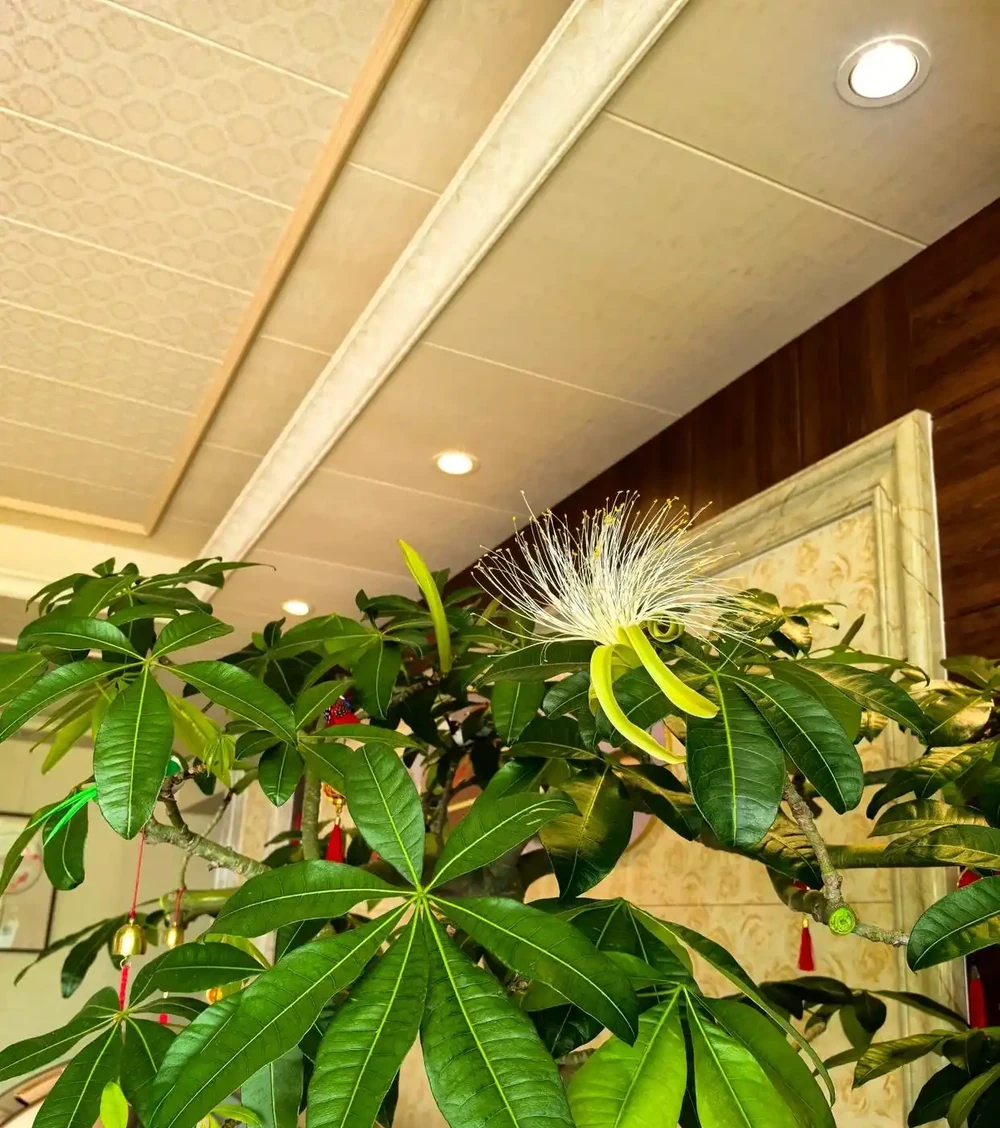 男子客廳的發財樹,被網友稱為「全網最美」型美又開花,太驚豔了