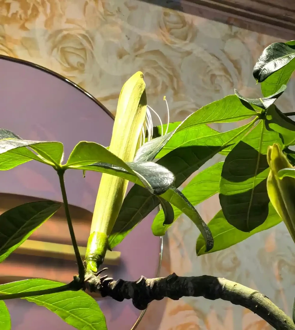 男子客廳的發財樹,被網友稱為「全網最美」型美又開花,太驚豔了
