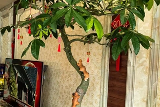 男子客廳的發財樹，被網友稱為「全網最美」型美又開花，太驚豔了