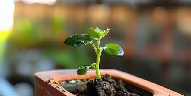 玫瑰種子出苗後怎麼移植?注意這幾點不傷根