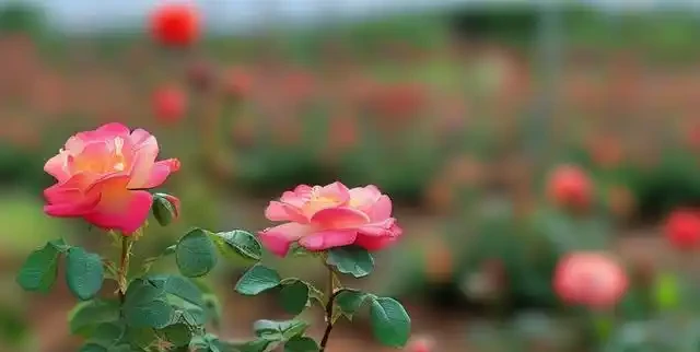 玫瑰種子出苗後怎麼移植?注意這幾點不傷根