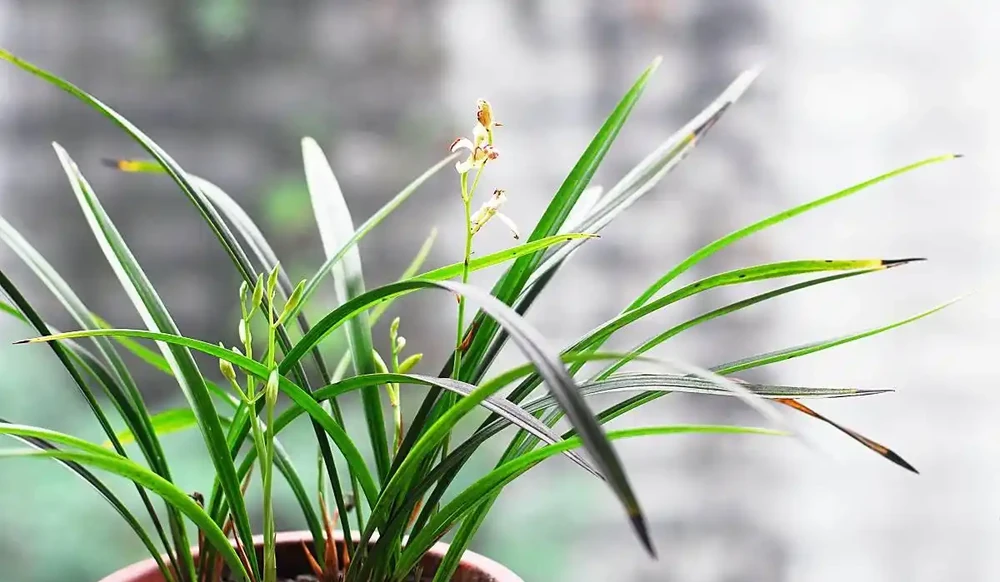 蘭花葉子發黃怎麼辦？原因有5個，及時處理，花劍蹭蹭長