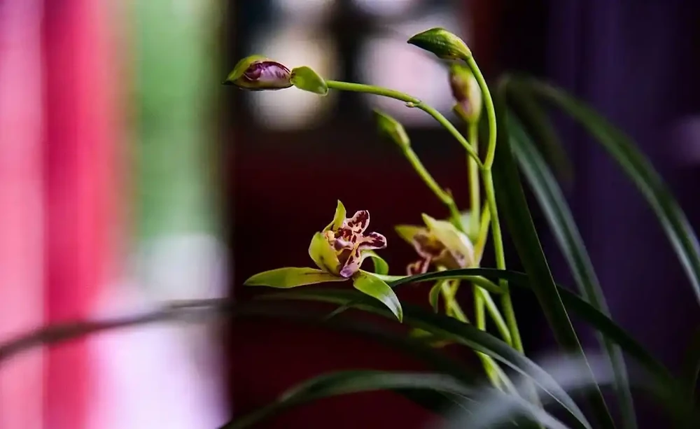 蘭花葉子發黃怎麼辦？原因有5個，及時處理，花劍蹭蹭長