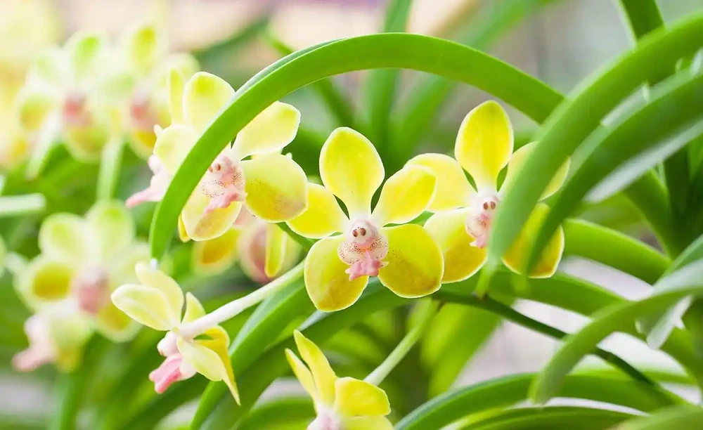 蘭花葉子發黃怎麼辦？原因有5個，及時處理，花劍蹭蹭長