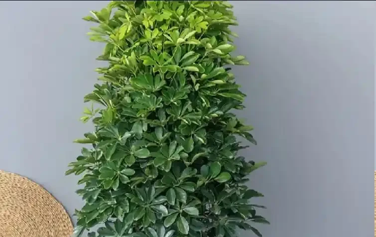 鴨腳木怎麼才能長得又肥又壯?滿足4點,枝葉綠油油,株型挺拔粗壯!
