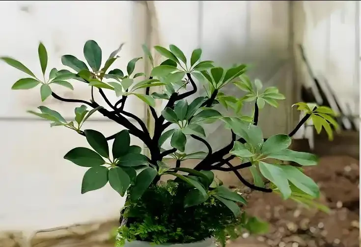 鴨腳木怎麼才能長得又肥又壯?滿足4點,枝葉綠油油,株型挺拔粗壯!