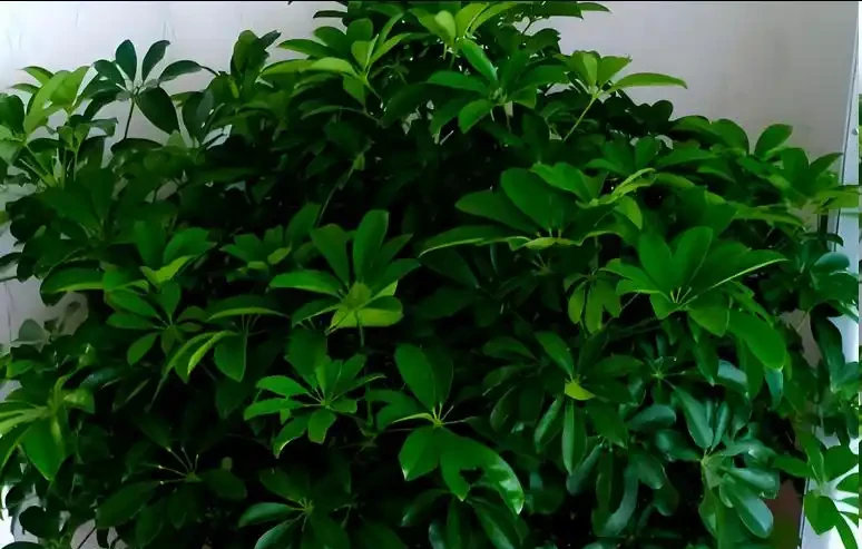 鴨腳木怎麼才能長得又肥又壯?滿足4點,枝葉綠油油,株型挺拔粗壯!