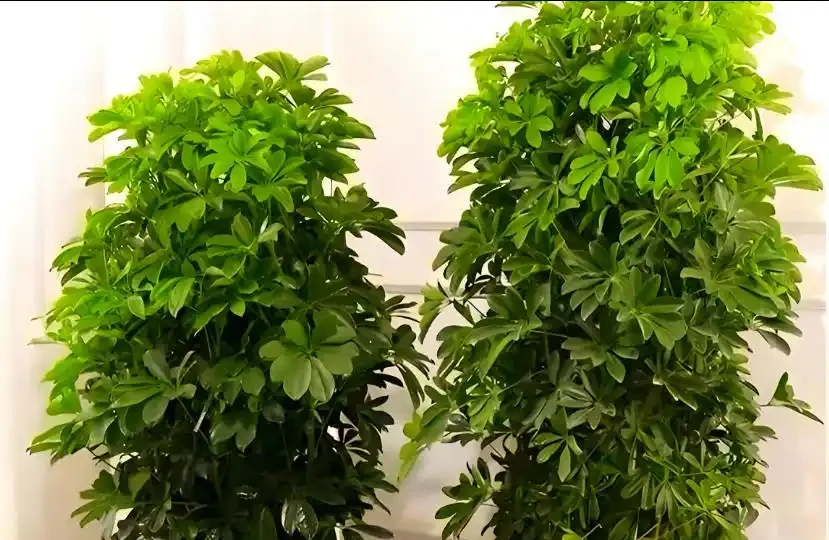 鴨腳木怎麼才能長得又肥又壯?滿足4點,枝葉綠油油,株型挺拔粗壯!