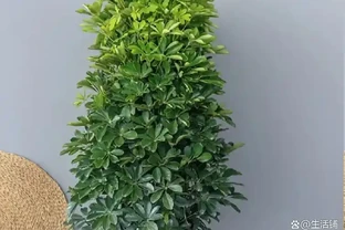 鴨腳木怎麼才能長得又肥又壯？滿足4點，枝葉綠油油，株型挺拔粗壯！