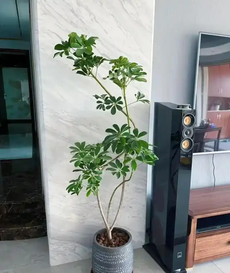 鴨腳木科學澆水指南:四季有別,見乾才澆