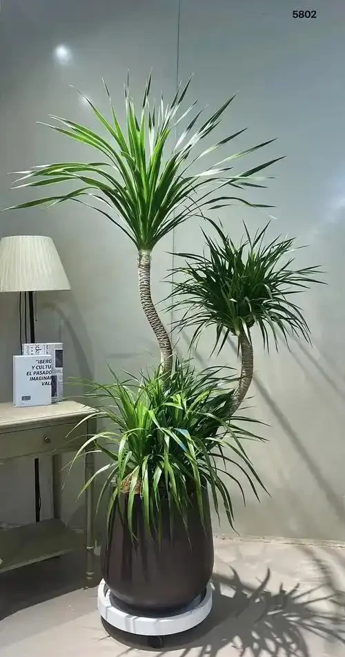 龍血樹黃葉乾枯急救指南:4步精準補救恢復生機