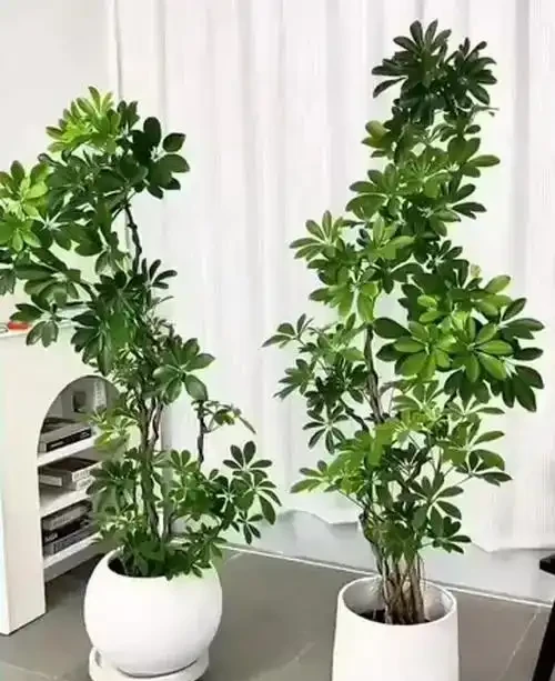 鴨腳木科學澆水指南:四季有別,見乾才澆