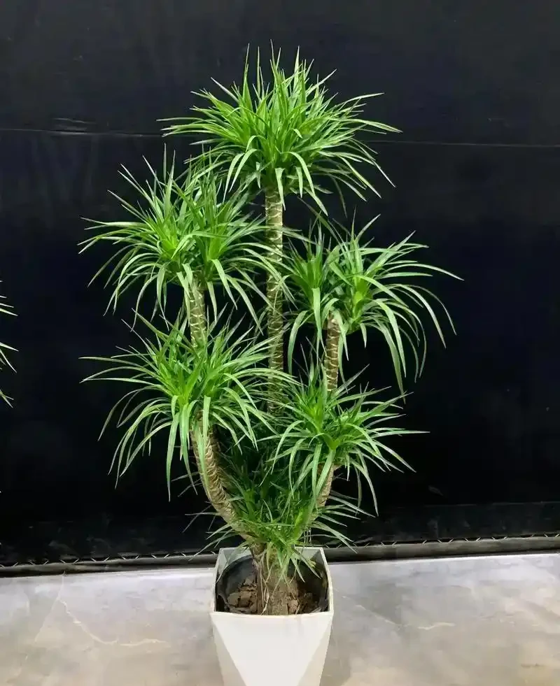 龍血樹黃葉乾枯急救指南:4步精準補救恢復生機